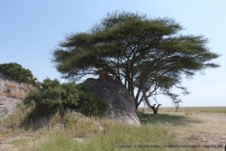 Les silhouettes de nos 2lions restent très discrètes et se fondent bien dans le décor