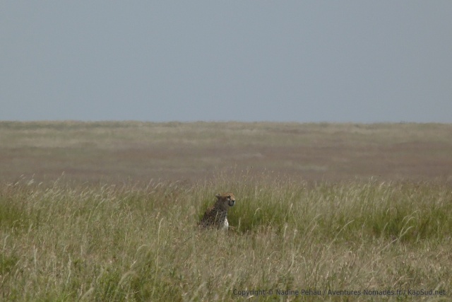 Après les lions, un guépard !