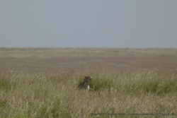 Après les lions, un guépard !