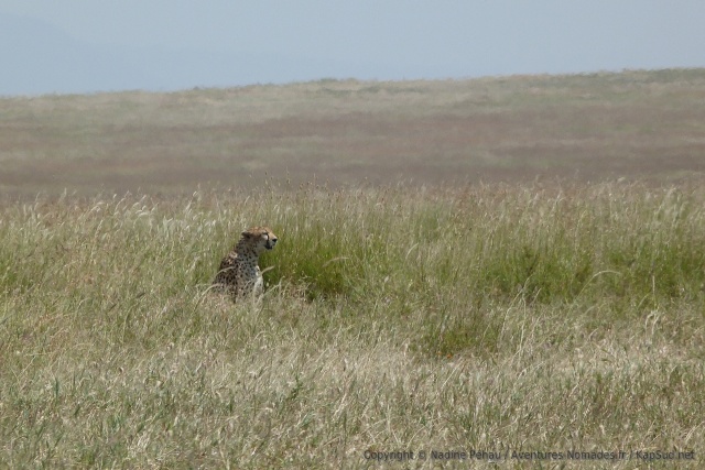 Le Serengeti se révèle à la hauteur de nos espérances avec ce beau guépard