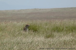 Le Serengeti se révèle à la hauteur de nos espérances avec ce beau guépard