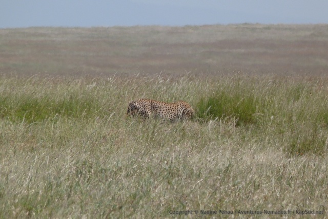 Le guépard décide de se mettre à couvert et disparait en quelques secondes