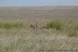 Le guépard décide de se mettre à couvert et disparait en quelques secondes
