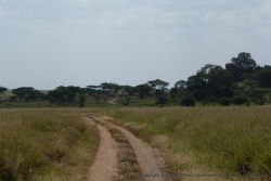 Une jolie forêt d'acacias nous accueille