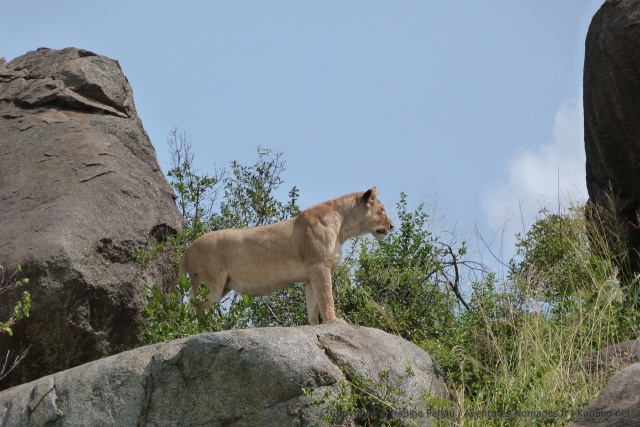 Bingo ! Au détour d'un rocher, une lionne