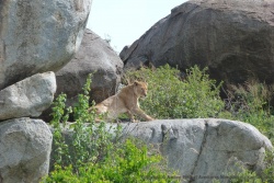 La lionne s'installe sur son promontoire toujours en position de domination