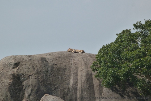 Alors que le soleil est au zénith, ce lion fait sa sieste en plein canard