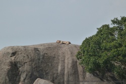 Alors que le soleil est au zénith, ce lion fait sa sieste en plein canard