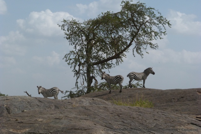 Pour une fois pas de lions en haut des rochers mais des zèbres, les kopjes sont des endroits stratégiques au Serengeti