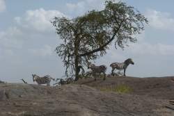 Pour une fois pas de lions en haut des rochers mais des zèbres, les kopjes sont des endroits stratégiques au Serengeti