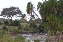 Bien sûr, les hippopotames ont investi les lieux