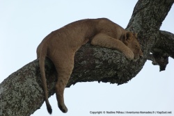 Encore un lion en hauteur mais ce coup-ci c'est dans un arbre !