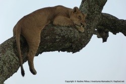 Ce jeune lion cherche une position confortable pour se reposer