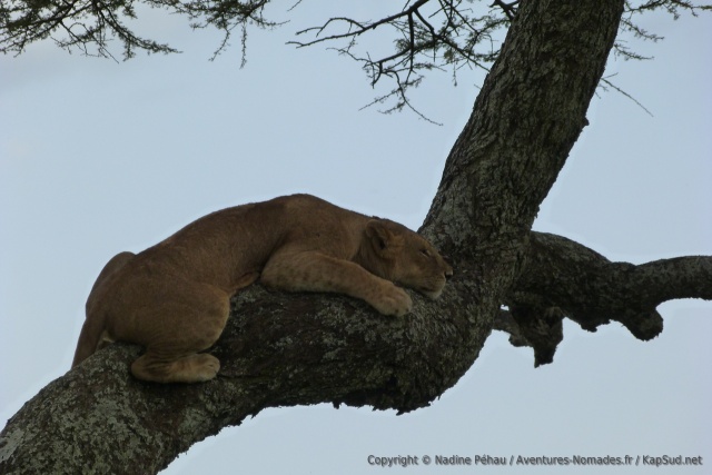 Finalement, le jeune lion n'est pas si à l'aise que ça dans les airs