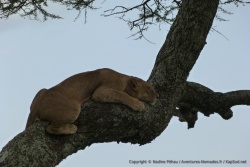 Finalement, le jeune lion n'est pas si à l'aise que ça dans les airs