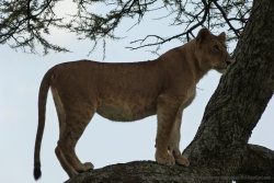 A bout de patience, le lion finit par se lever