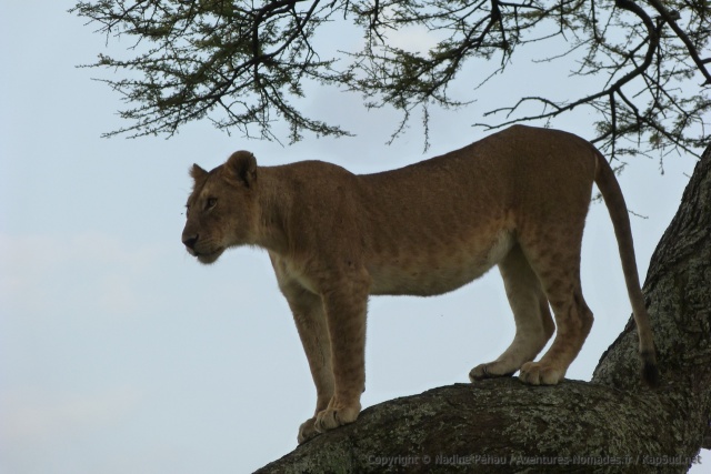 L'instinct du chasseur se réveille à la moindre occasion