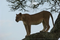 L'instinct du chasseur se réveille à la moindre occasion