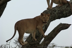 Ce jeune lion a dû avoir les yeux plus gros que le ventre et a l'air de le regretter maintenant