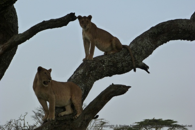 Il semble que les 2 lions visent le même morceau de branche