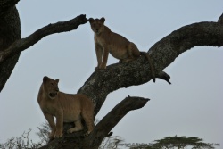 Il semble que les 2 lions visent le même morceau de branche