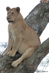 C'est la première fois que je ris en voyant un lion mais ce ventre énorme qu'il traine donne quand même un air plutôt ridicu
