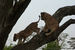 Le premier lion se lasse de la situation et descend faire un tour