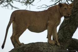Notre lion le plus goinfre serait il en train de viser son prochain repas ?