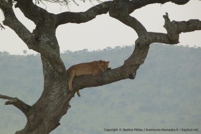 Un peu plus loin de nouveau un arbre avec un lion dans les branches