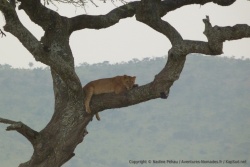 Un peu plus loin de nouveau un arbre avec un lion dans les branches