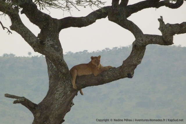 Les grosses branches horizontales semblent être le lieu de prédilection des lions du Serengeti pour se reposer confortablement