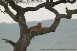 Les grosses branches horizontales semblent être le lieu de prédilection des lions du Serengeti pour se reposer confortablement