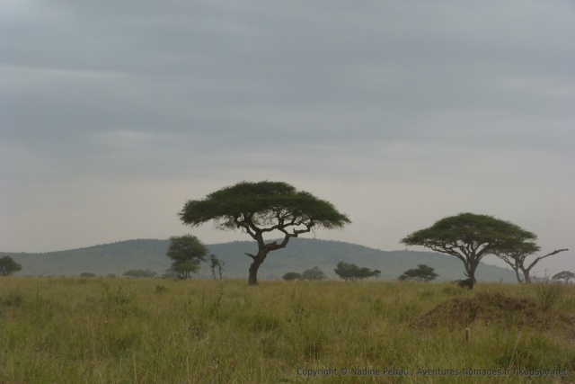 Beau paysage de savane avec de grands arbres, cherchez le lion