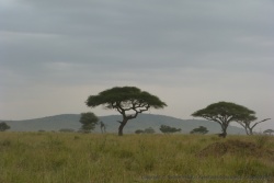 Beau paysage de savane avec de grands arbres, cherchez le lion