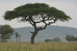 On a tellement vu de lions dans les arbres ici qu'on en oublierait presque que c'est un spectacle extraordinaire