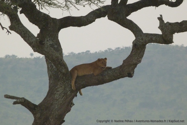 Les pattes balantes, ce lion adopte une position totalement relâchée