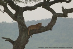 Les pattes balantes, ce lion adopte une position totalement relâchée
