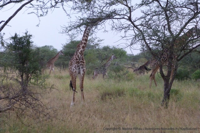 Une petite troupe de girafes, animal qu'on est toujours heureux de rencontrer