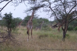 Une petite troupe de girafes, animal qu'on est toujours heureux de rencontrer