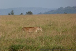 Pour une fois, nous découvrons une lionne parterre, elle semble concentrée, probablement en chasse