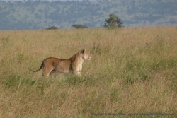La lionne reprend le fil de sa mission
