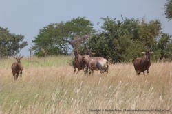 Des topis ou damalisques, qu'on a pas vu beaucoup jusqu'à présent