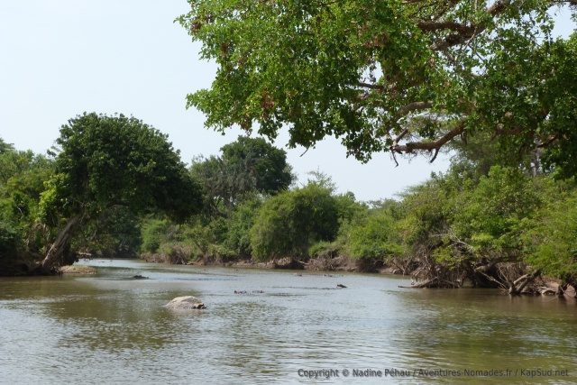 La rivière Grumeti et ses hippopotames, verra bientôt l'arrivée des hordes de gnous