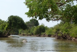 La rivière Grumeti et ses hippopotames, verra bientôt l'arrivée des hordes de gnous