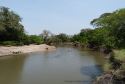Ce coin de la rivière aux eaux plus calme attire les hippopotames