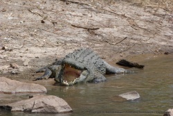 Un imposant crocodile en comité d'accueil