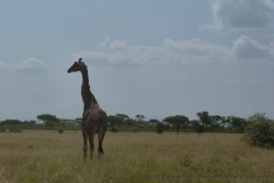 Une superbe girafe domine la savane de toute sa hauteur