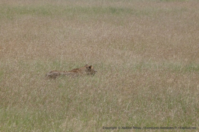 Pas facile de débusquer des lions quand ils sont dissimulés dans les hautes herbes