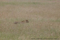 Pas facile de débusquer des lions quand ils sont dissimulés dans les hautes herbes