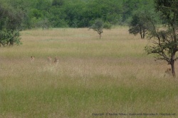 En y regardant bien c'est  une meute de 8 lions qui détalent quand on s'arrête pour observer la première lionne